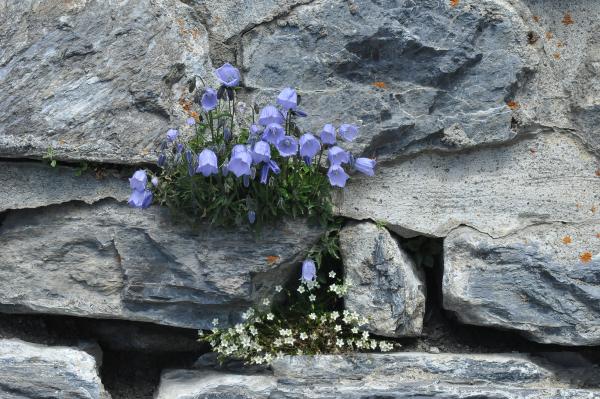 Campanula cochlearifolia