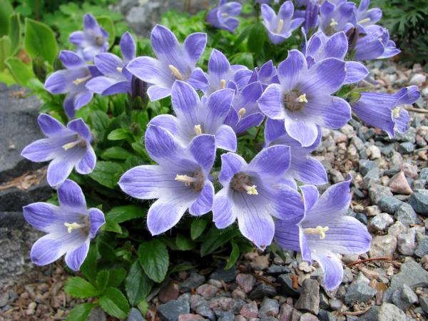 Campanula chamissonis; photo by Todd Boland