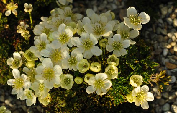 Clematis marmoraria