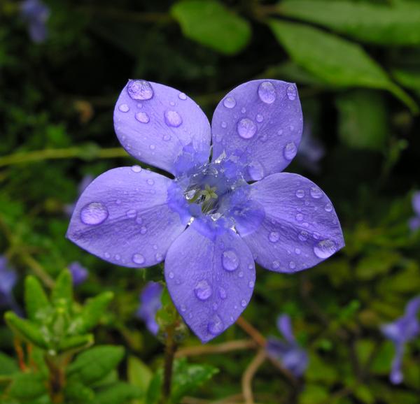 Cyananthus lobatus; photo by Todd Boland