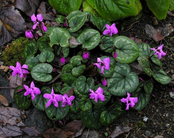 Cyclamen coum