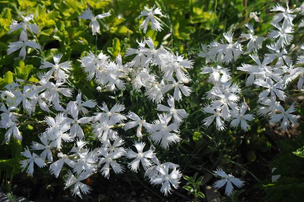 Dianthus petraeus var. noeanus