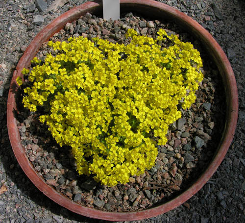 Draba polytricha; photo by Todd Boland