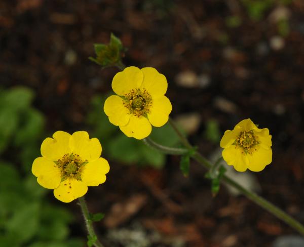 Geum elatum