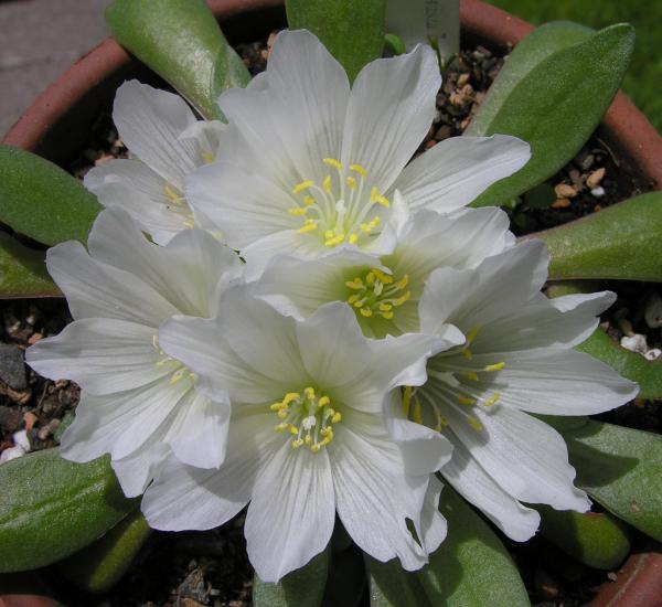 Lewisia brachycalyx; photo by Todd Boland