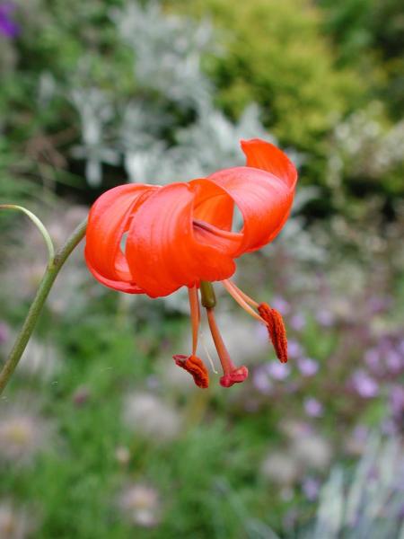 Lilium pumilum