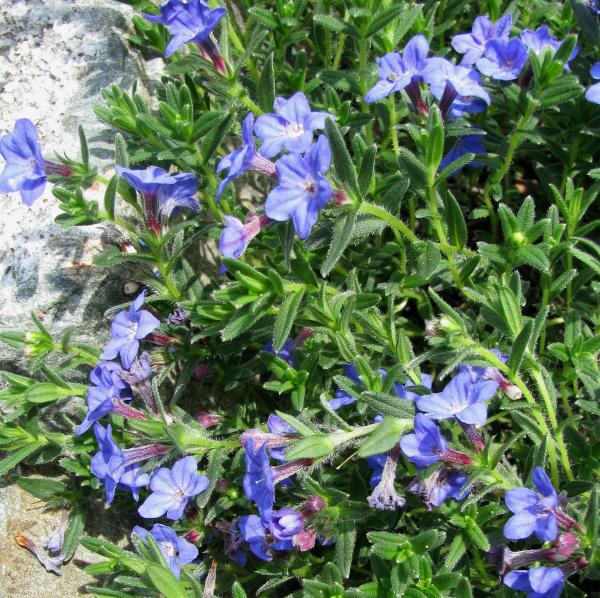 Lithodora diffusa