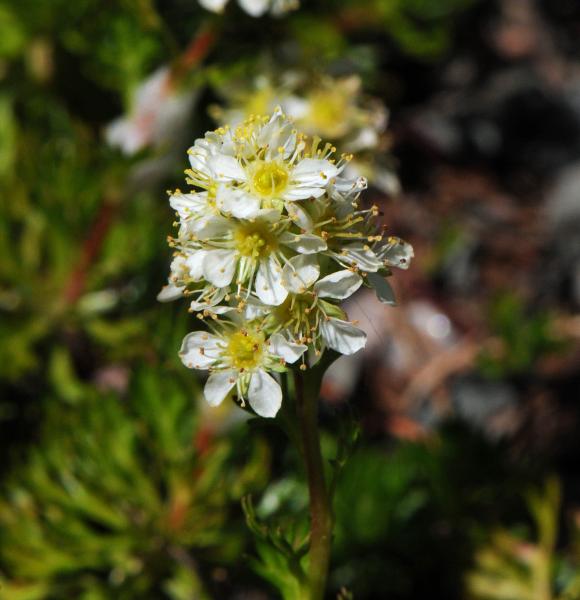 Luetkia pectinata