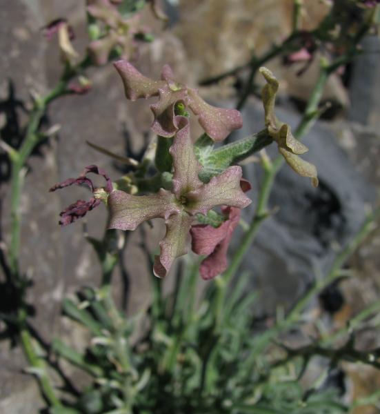 Matthiola trojana