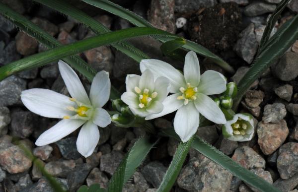 Ornithogalum fimbriatum