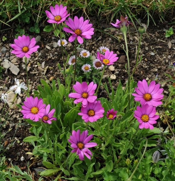 Osteospermum barberiae var. compactum; photo by Todd Boland