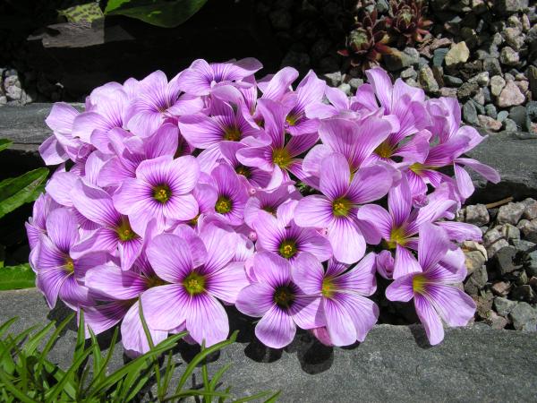 Oxalis 'Ione Hecker'; photo by Todd Boland