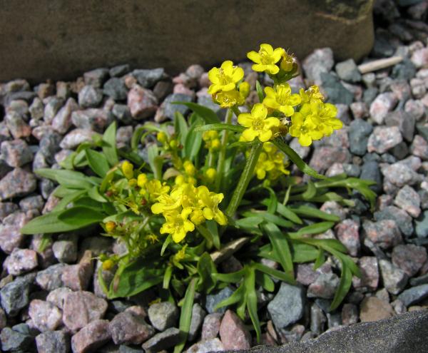 Patrinia siberica