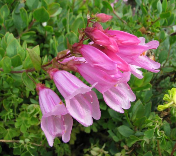 Penstemon cardwellii 'Roseus'; photo by Todd Boland