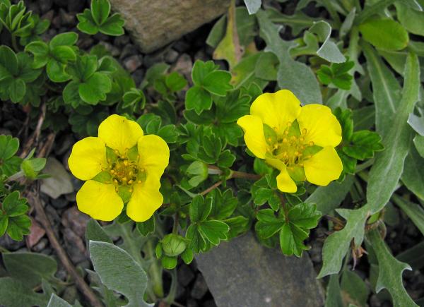 Potentilla cuneata