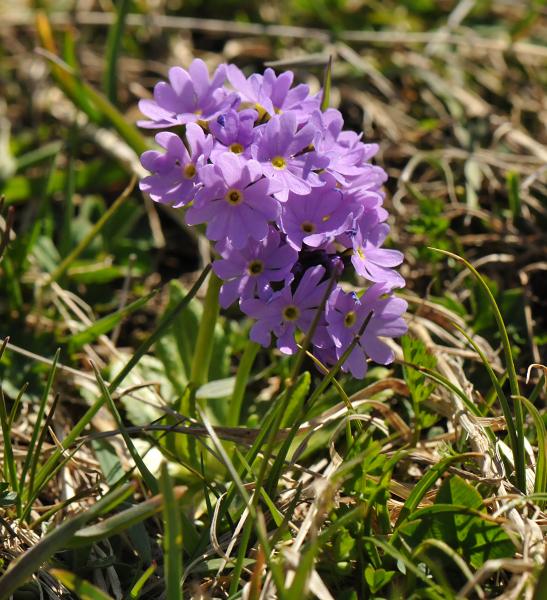 Primula algida