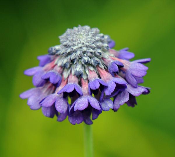 Primula capitata