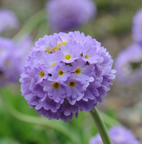 Primula denticulata