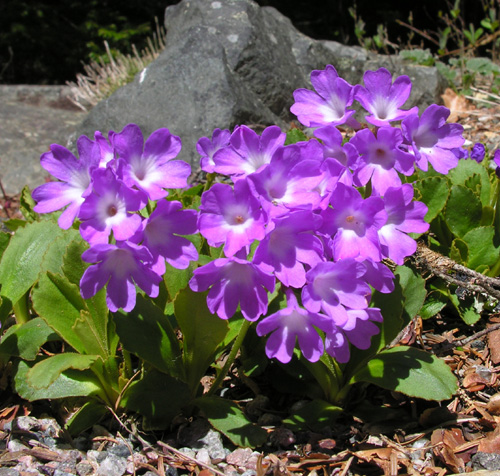 Primula pedemontana; photo by Todd Boland