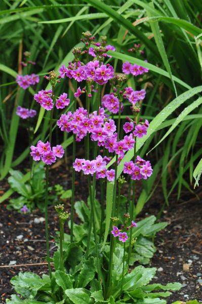 Primula poissonii