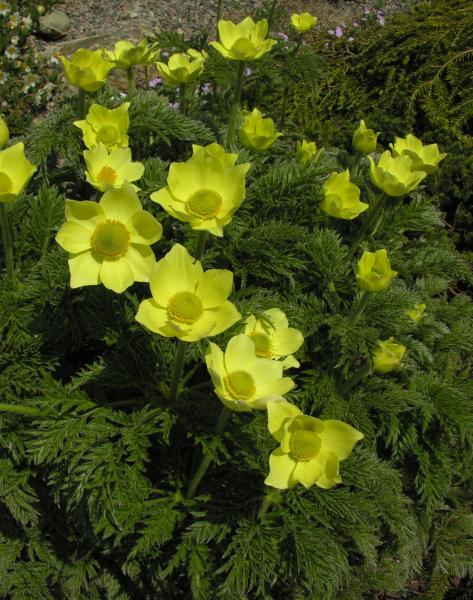 Pulsatilla alpina subsp. apiifolia