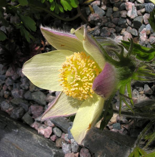 Pulsatilla patens subsp. flavescens; photo by Todd Boland