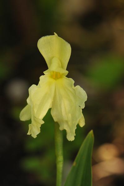 Roscoea cautleyoides