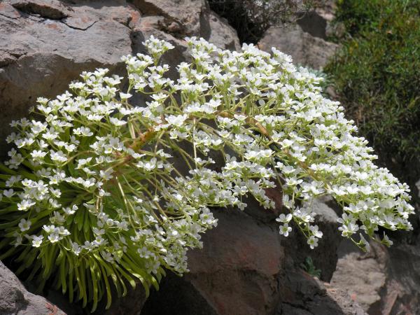 saxifraga longifolia photographed in ther wilds of the Spanish Pyrenees; photo by Todd Boland