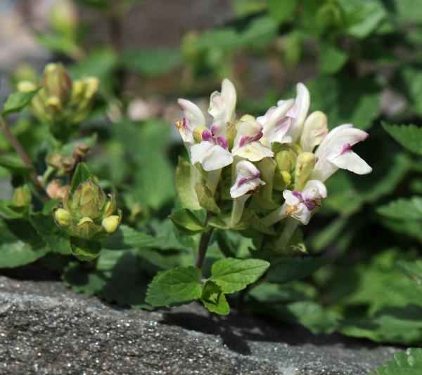 Scutellaria alpina; photo by Todd Boland