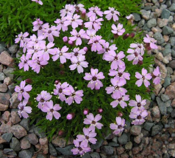 Silene acaulis; photo by Todd Boland