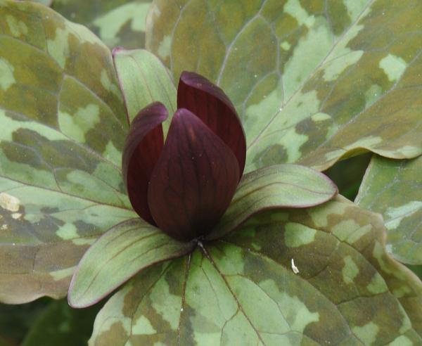 Trillium cuneatum