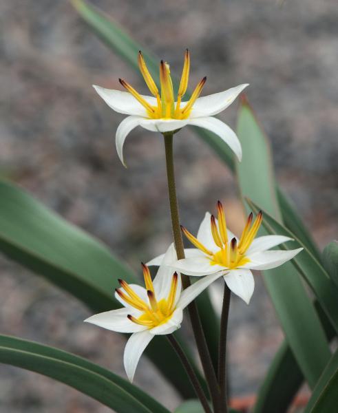 Tulipa turkestanica