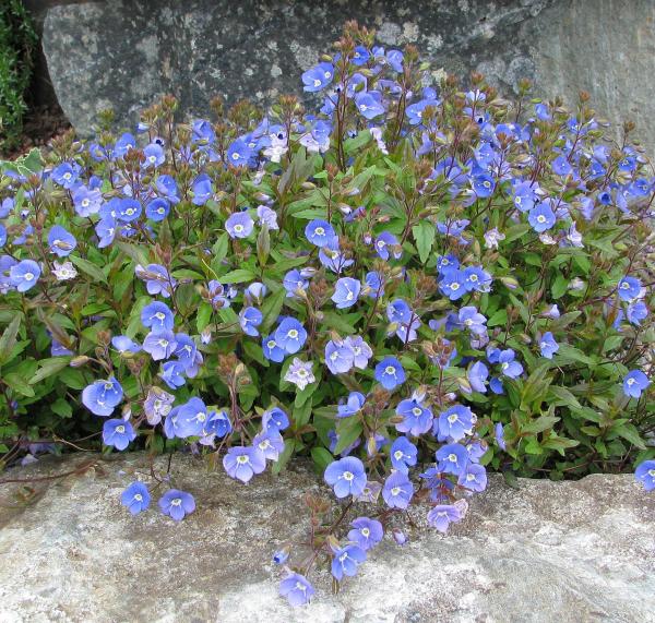 Veronica umbrosa 'georgia Blue'; photo by Todd Boland