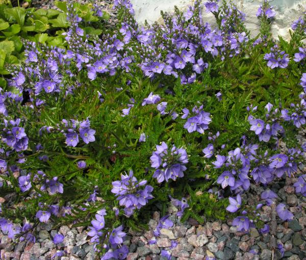 Veronica schmidtiana 'Nana'