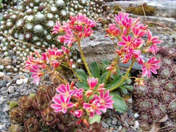 Lewisia cotyledon from Highberg Garden