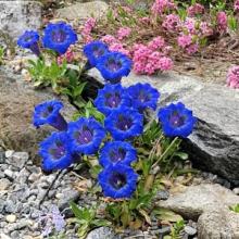 Gentian