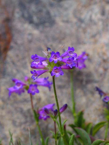 Penstemon heterodoxus in the wild