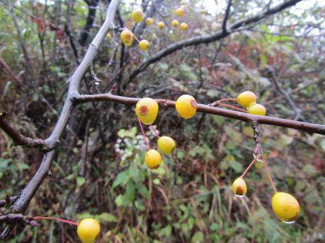 Yellow fruit on Malus cf. prunifolia