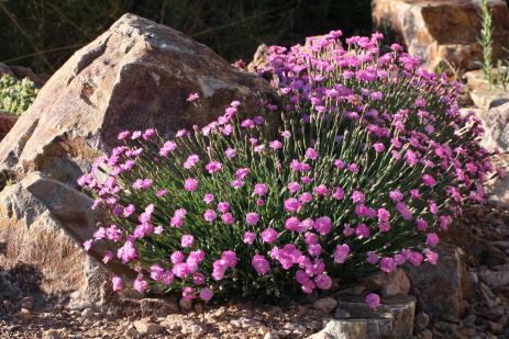 Dianthus ‘Tiny Rubies’