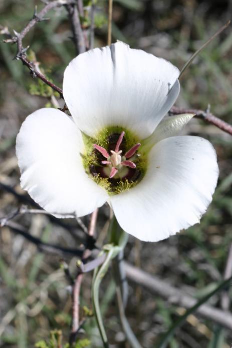 Calochortus cf. ambiguus