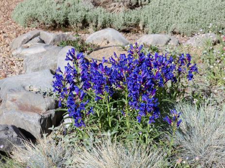 Penstemon ‘Navigator’