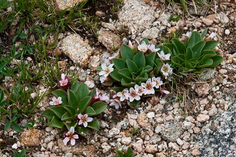 Claytonia megarhiza, photo by Gerhard Assenmacher