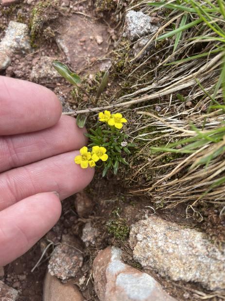 Draba graminea 