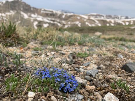 Eritrichium argenteum Photo courtesy of Betty Ford Alpine Gardens