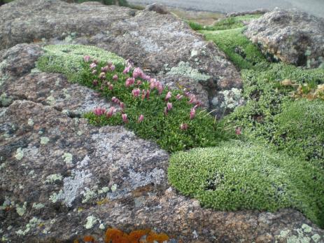 Paronychia pulvinata 