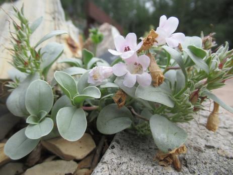 Penstemon debilis growing at Betty Ford Alpine Gardens