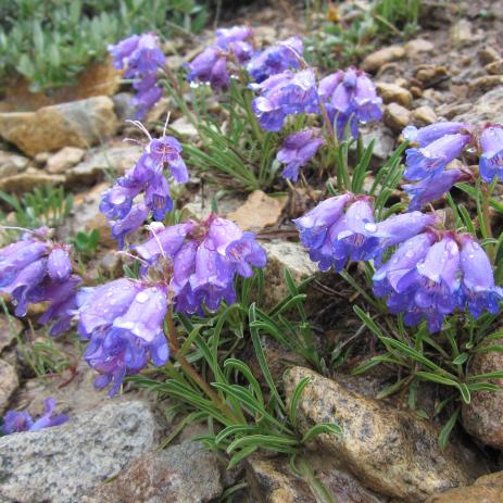 Penstemon hallii