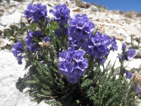 Polemonium confertum