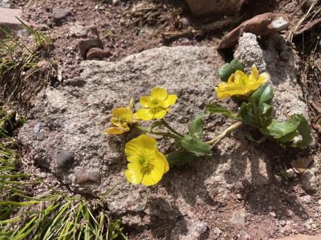 Ranunculus macauleyi