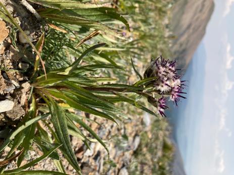 Saussurea weberi in habitat